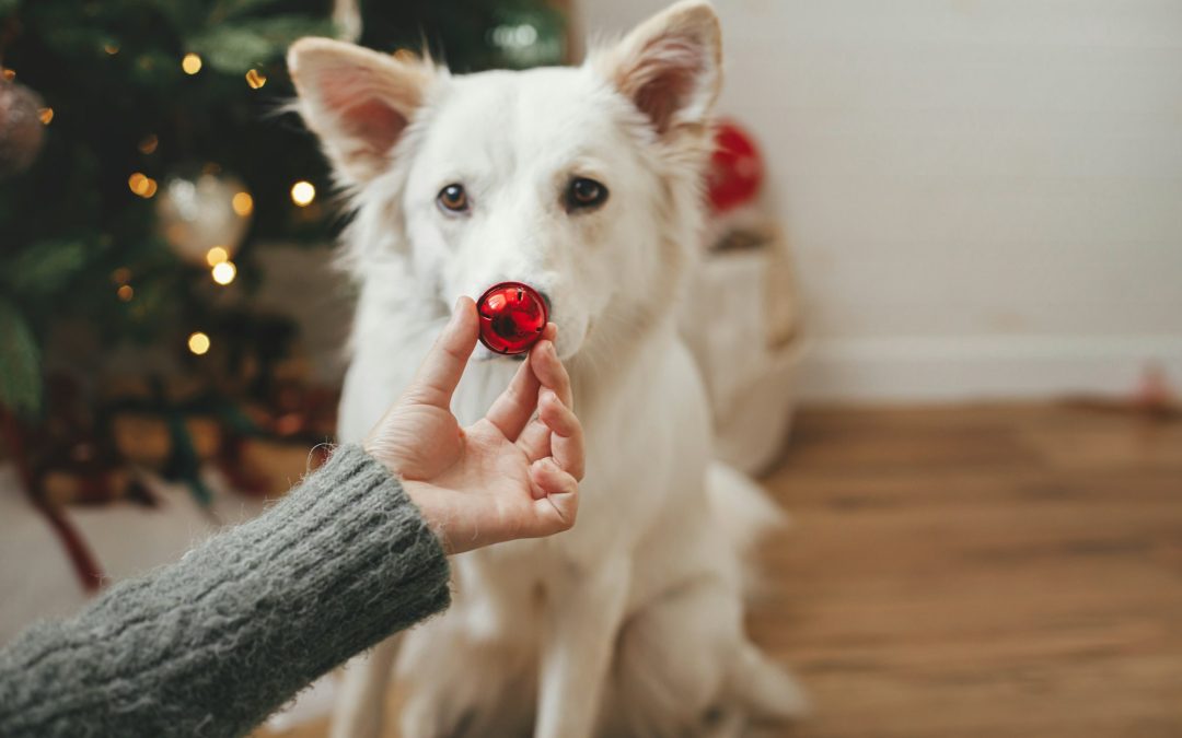 Pets and Holidays: Ensuring Safety and Happiness During Festive Seasons